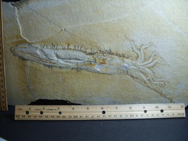 Large Fossilized Squid (012322j)...ON HOLD for JS  12/13/23 - Image 2