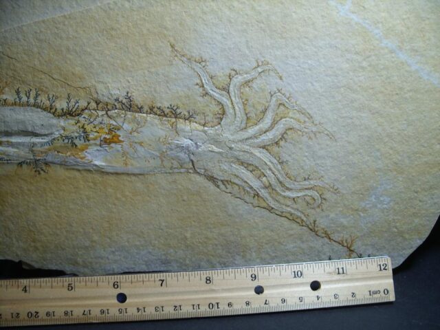 Large Fossilized Squid (012322j)...ON HOLD for JS  12/13/23 - Image 3