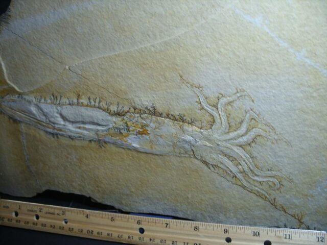 Large Fossilized Squid (012322j)...ON HOLD for JS  12/13/23 - Image 4