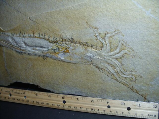 Large Fossilized Squid (012322j)...ON HOLD for JS  12/13/23 - Image 5