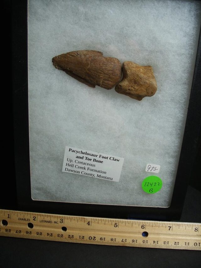 Pachycephalosaur Dinosaur Toe Bones(012422b) - Image 4