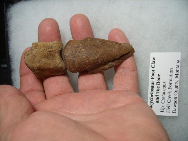Pachycephalosaur Dinosaur Toe Bones(012422b) - Image 3