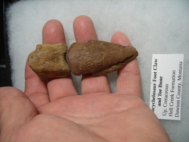 Pachycephalosaur Dinosaur Toe Bones(012422b) - Image 2