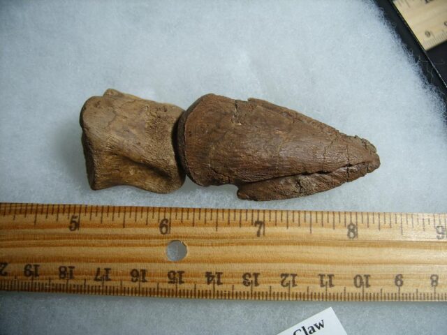 Pachycephalosaur Dinosaur Toe Bones(012422b)