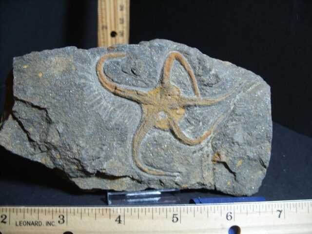Fossilized Starfish on Matrix  (012422k)