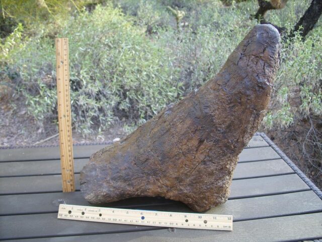 Triceratops Nose Horn (010622n)......SOLD 01/27/22 - Image 4
