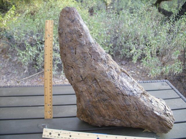 Triceratops Nose Horn (010622n)......SOLD 01/27/22 - Image 6