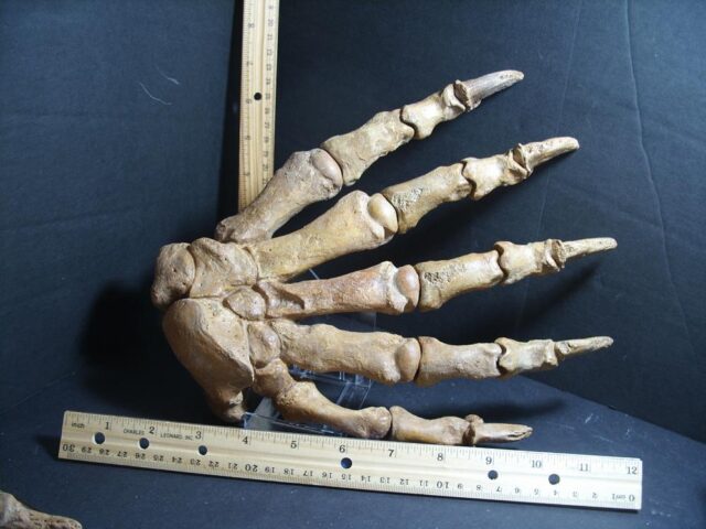 Extra Large Fossilized Cave Bear Hand (012722a)