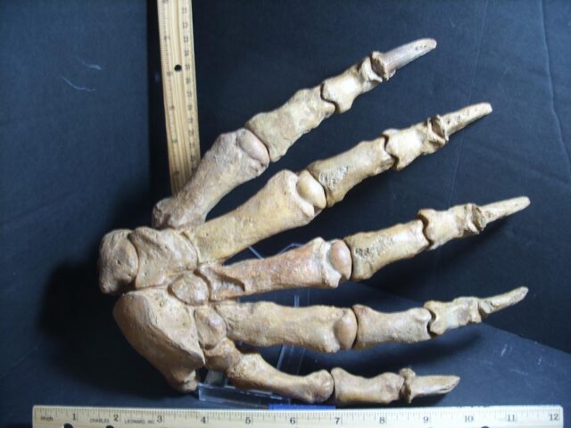Extra Large Fossilized Cave Bear Hand (012722a) - Image 2
