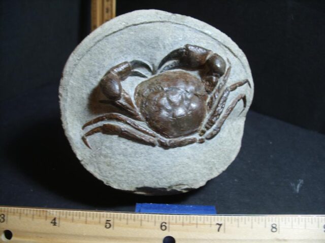 99% PERFECT Fossil Crab in Stone Nodule (012722c) - Image 3