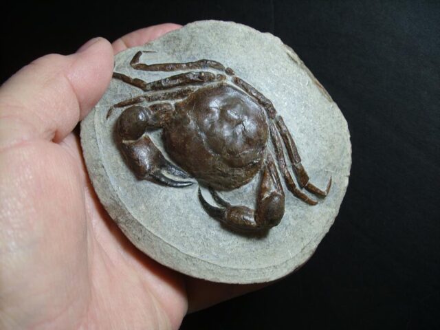 99% PERFECT Fossil Crab in Stone Nodule (012722c) - Image 2