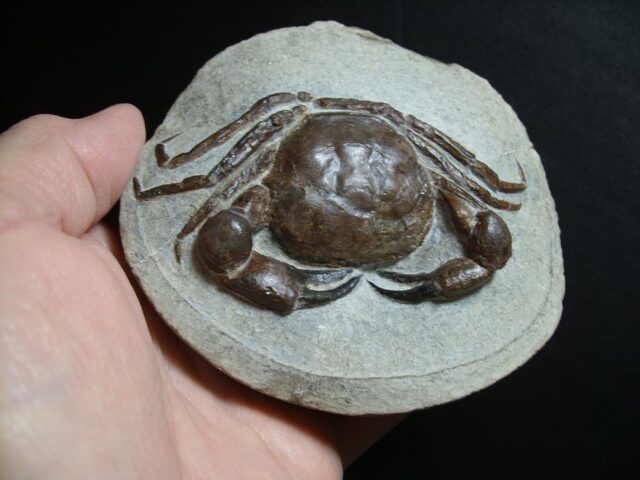 99% PERFECT Fossil Crab in Stone Nodule (012722c)
