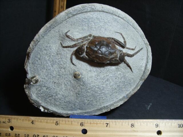 99% PERFECT Fossil Crab in Stone Nodule (012722e) - Image 4