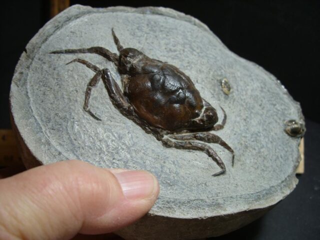 99% PERFECT Fossil Crab in Stone Nodule (012722e) - Image 2