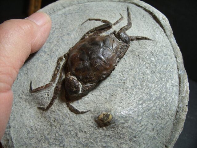 99% PERFECT Fossil Crab in Stone Nodule (012722e)