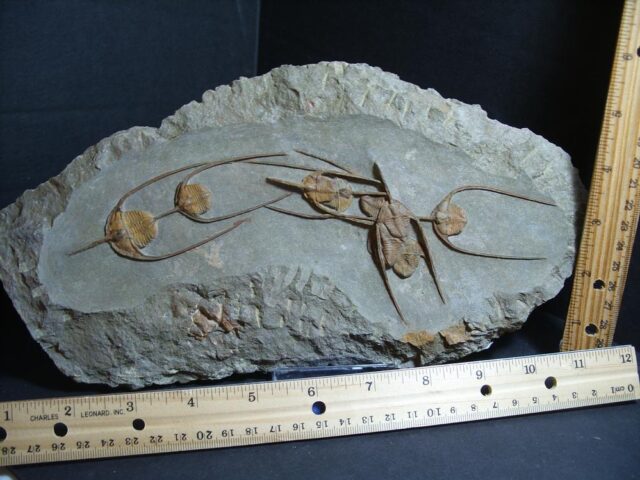 Fossilized Ampyx Trilobites – Arthropod (012722h