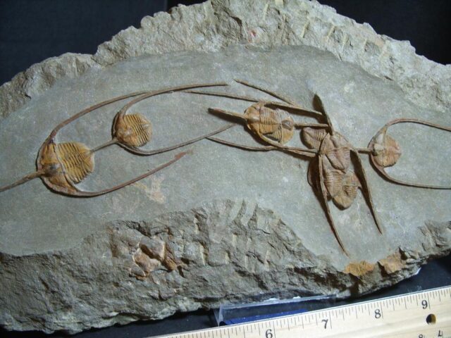 Fossilized Ampyx Trilobites – Arthropod (012722h - Image 2