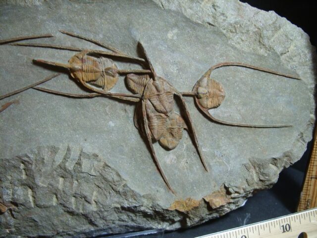 Fossilized Ampyx Trilobites – Arthropod (012722h - Image 3