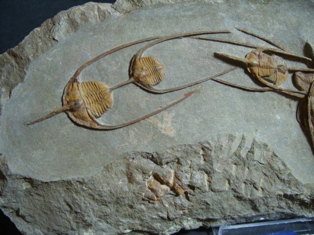 Fossilized Ampyx Trilobites – Arthropod (012722h - Image 4