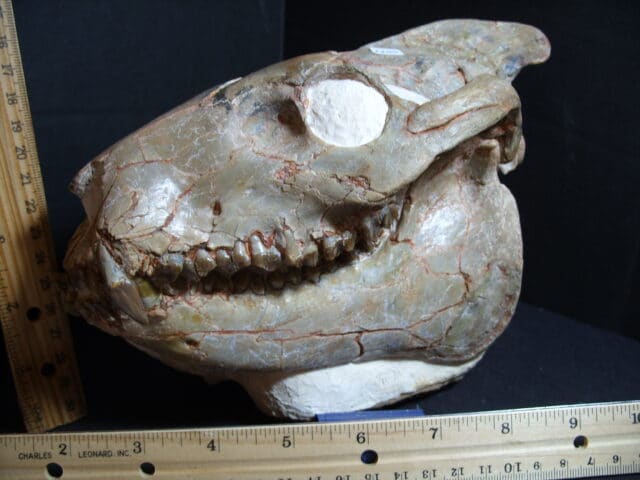 Fossil Oreodont Skull (012722j)