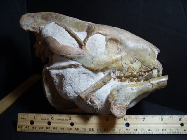 Fossil Oreodont Skull (012722j) - Image 2