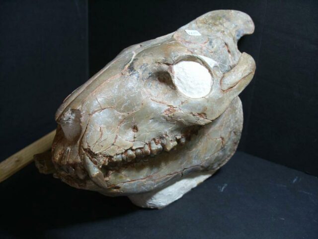Fossil Oreodont Skull (012722j) - Image 3