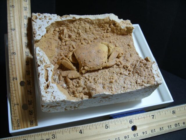 Large Fossilized Crab  – Arthropod (012822c) - Image 2