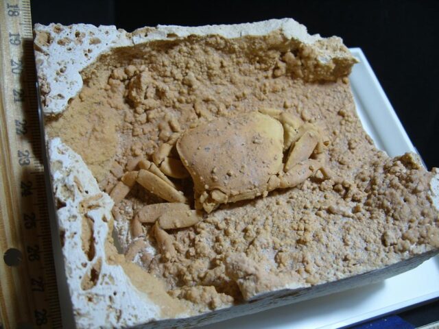 Large Fossilized Crab  – Arthropod (012822c) - Image 3