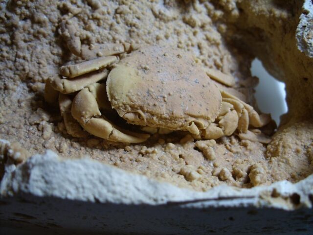 Large Fossilized Crab  – Arthropod (012822c) - Image 4