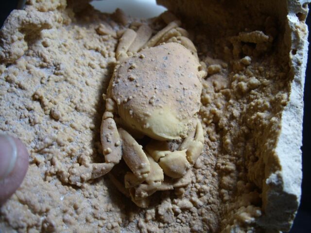 Large Fossilized Crab  – Arthropod (012822c) - Image 5
