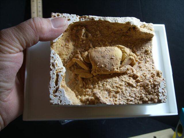 Large Fossilized Crab  – Arthropod (012822c)