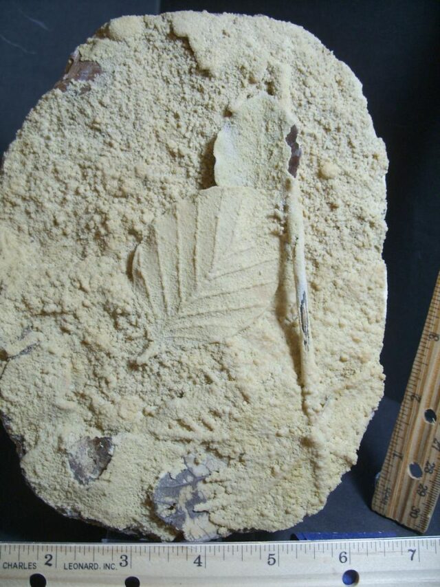 Large Fossilized Travertine Leaves (012822f)* “SPECIAL - BELOW DEALER COST ” * - Image 2