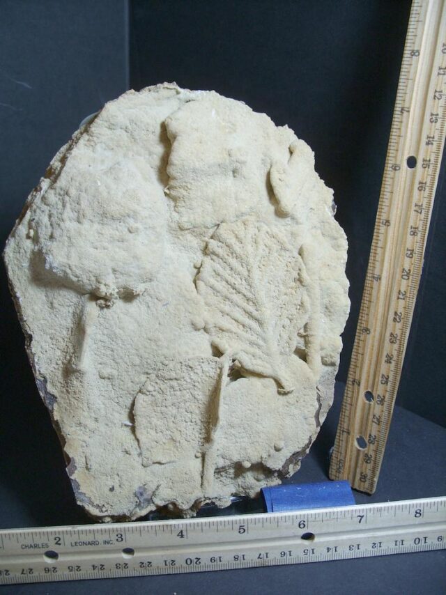 Large Fossilized Leaves  – Arthropod (012822g)* “SPECIAL - BELOW DEALER COST ” * - Image 2