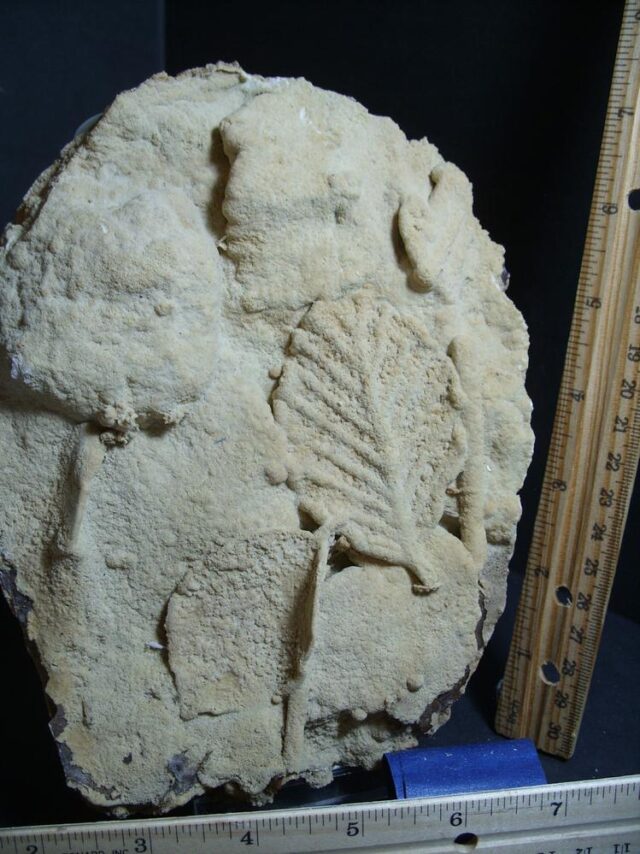 Large Fossilized Leaves  – Arthropod (012822g)* “SPECIAL - BELOW DEALER COST ” *