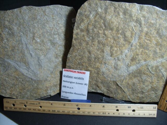 Positive & Negative DINOSAUR TRACK  (012722m)
