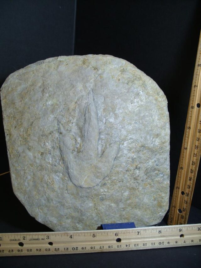 DINOSAUR TRACK  (012822h)