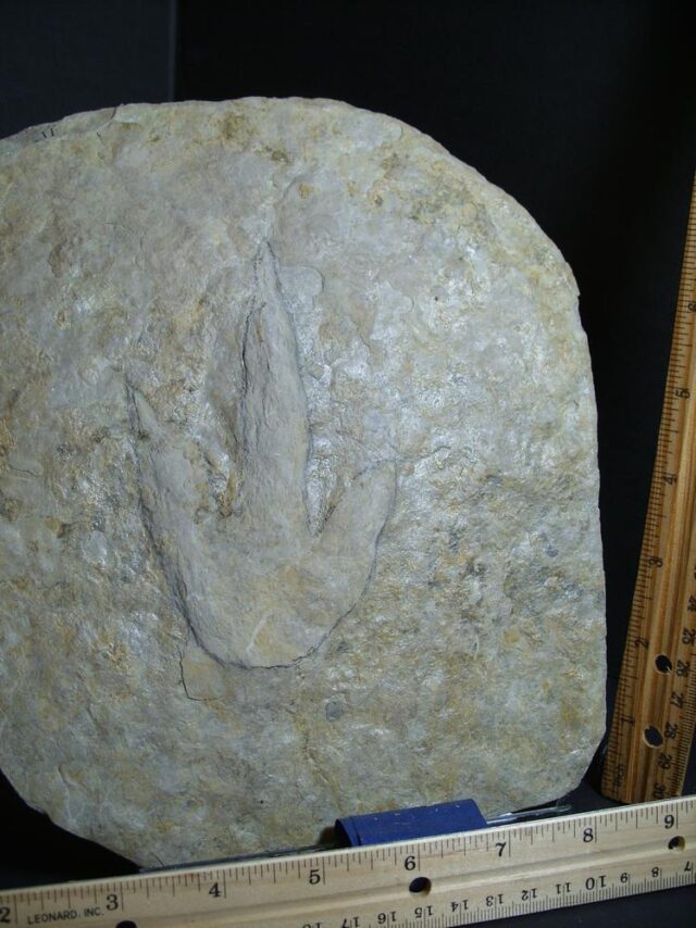 DINOSAUR TRACK  (012822h) - Image 2