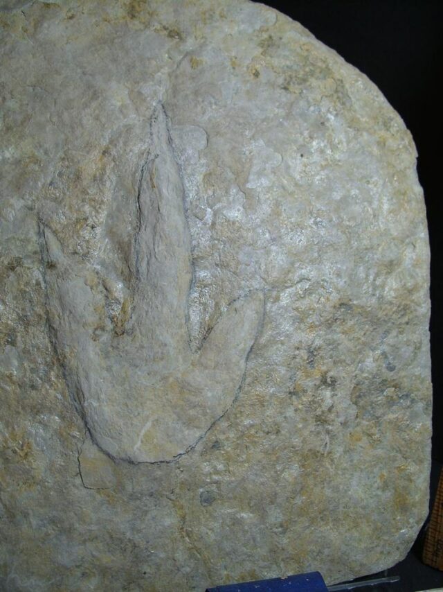DINOSAUR TRACK  (012822h) - Image 3