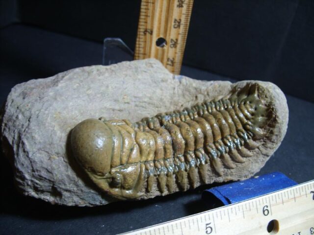 Fossilized Trilobite – Crotalocephalina (012822j) - Image 2