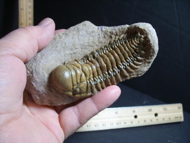 Fossilized Trilobite – Crotalocephalina (012822j) - Image 3