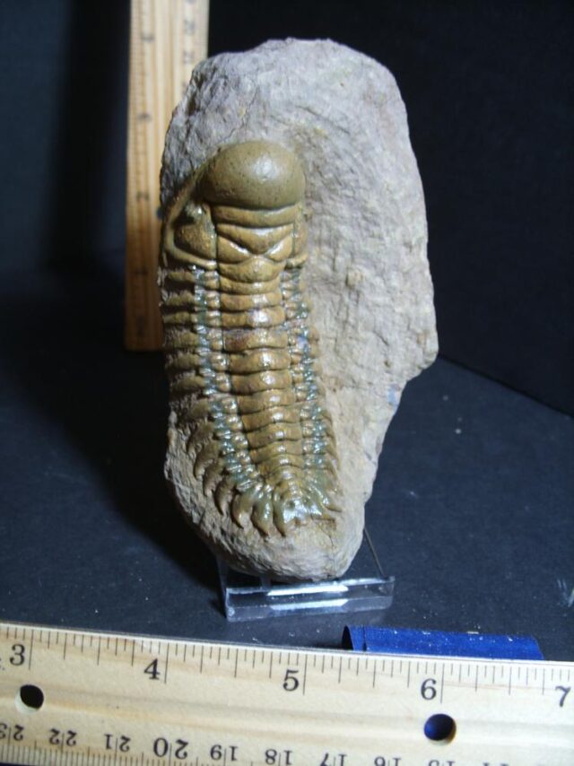 Fossilized Trilobite – Crotalocephalina (012822j)