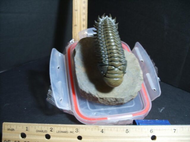 Fossilized Trilobite – Crotalocephalina (012822k)
