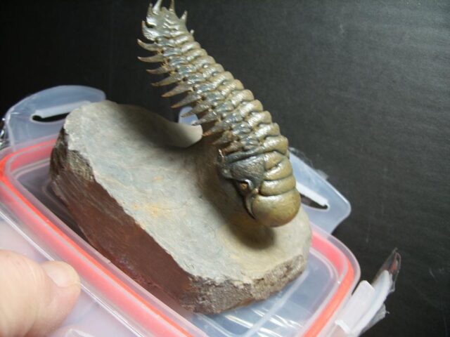 Fossilized Trilobite – Crotalocephalina (012822k) - Image 2