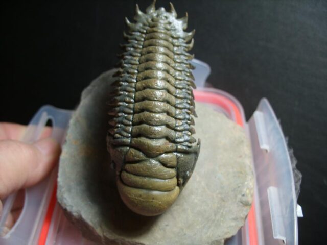 Fossilized Trilobite – Crotalocephalina (012822k) - Image 3