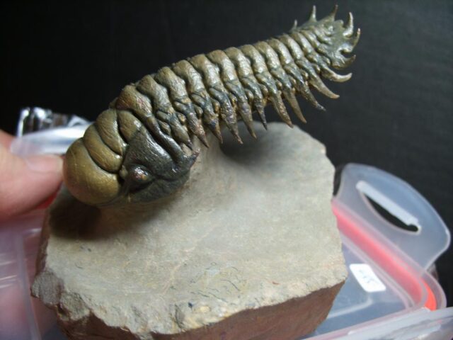 Fossilized Trilobite – Crotalocephalina (012822k) - Image 4