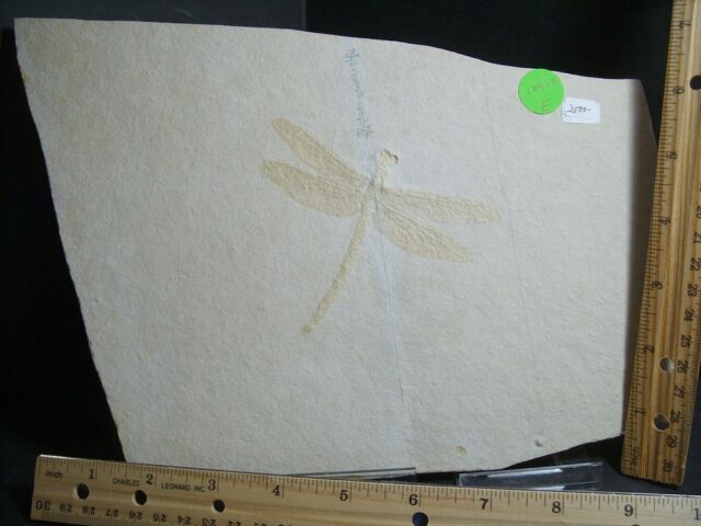 Large Fossilized “Dragonfly ” in Matrix  (012922e)