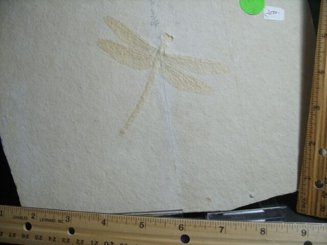 Large Fossilized “Dragonfly ” in Matrix  (012922e) - Image 2