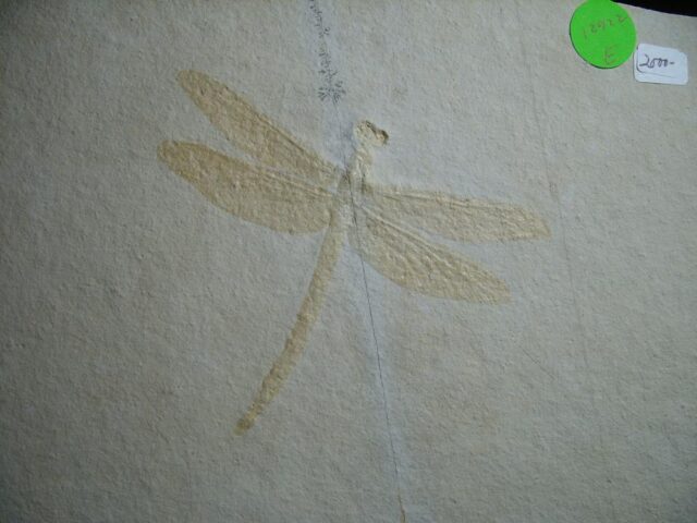 Large Fossilized “Dragonfly ” in Matrix  (012922e) - Image 3