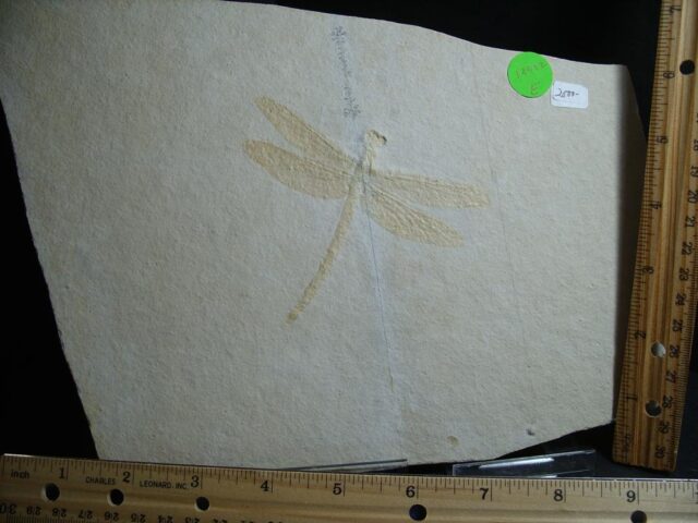 Large Fossilized “Dragonfly ” in Matrix  (012922e) - Image 4