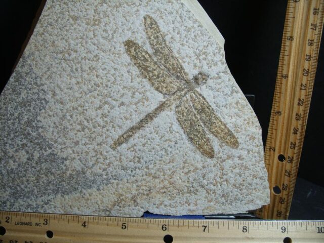 Large Fossilized “Dragonfly ” in Matrix  (012922g)* “SPECIAL - BELOW DEALER COST ” * - Image 2